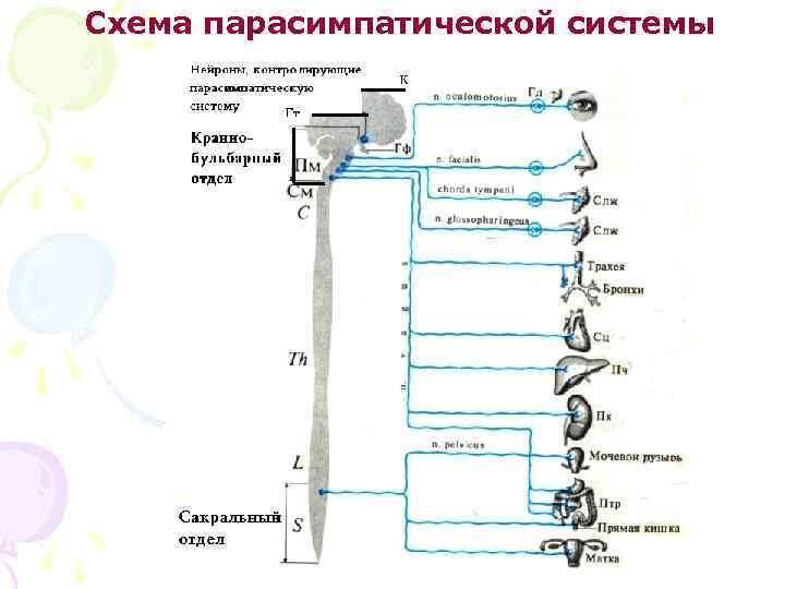 Схема парасимпатической системы 