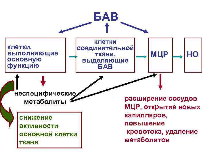 БАВ клетки, выполняющие основную функцию клетки соединительной ткани, выделяющие БАВ неспецифические метаболиты снижение активности