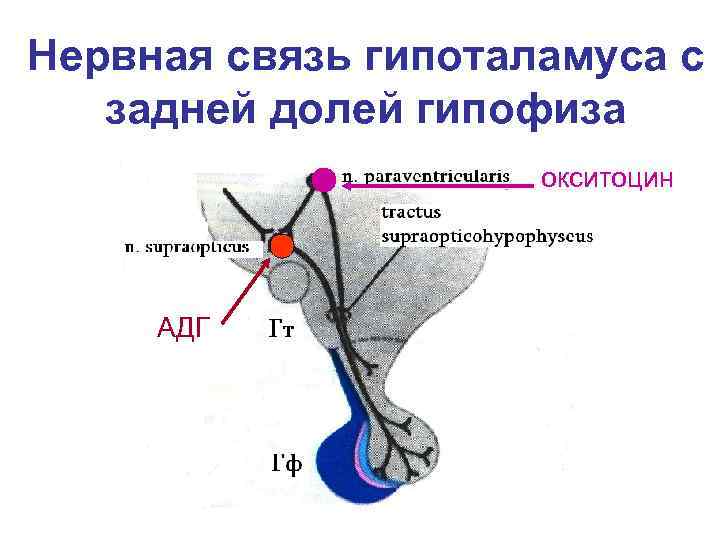 Нервная связь гипоталамуса с задней долей гипофиза окситоцин АДГ 