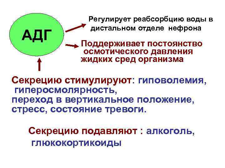 АДГ Регулирует реабсорбцию воды в дистальном отделе нефрона Поддерживает постоянство осмотического давления жидких сред