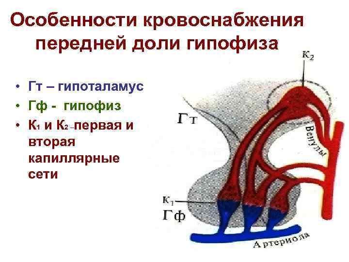 Особенности кровоснабжения передней доли гипофиза • Гт – гипоталамус • Гф - гипофиз •