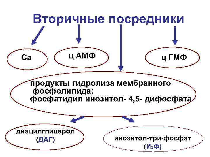 Вторичные посредники Ca ц АМФ ц ГМФ продукты гидролиза мембранного фосфолипида: фосфатидил инозитол- 4,