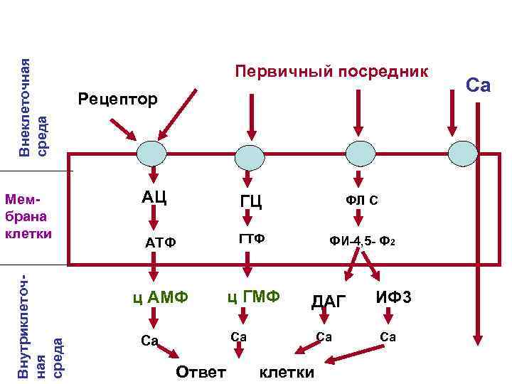 Внеклеточная среда Внутриклеточная среда Мембрана клетки Первичный посредник Рецептор АЦ ГЦ ФЛ С АТФ