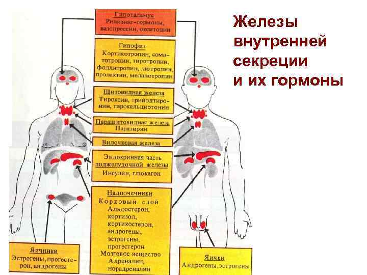 Укажите железы по изображению