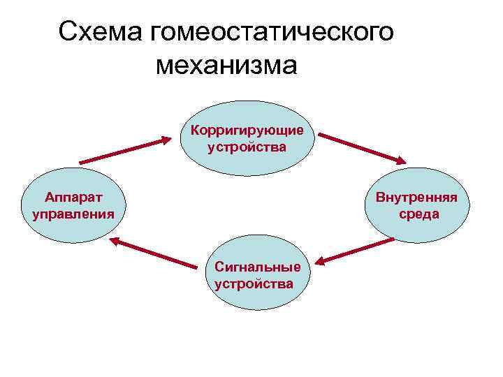 Схема гомеостатического механизма Корригирующие устройства Аппарат управления Внутренняя среда Сигнальные устройства 