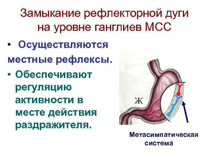 Замыкание рефлекторной дуги на уровне ганглиев МСС • Осуществляются местные рефлексы. • Обеспечивают регуляцию