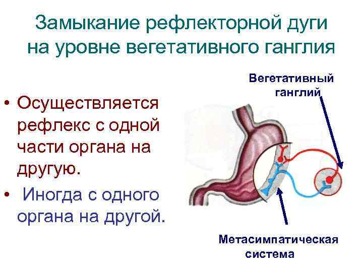 Замыкание рефлекторной дуги на уровне вегетативного ганглия • Осуществляется рефлекс с одной части органа