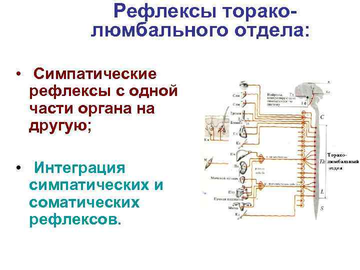 Рефлексы тораколюмбального отдела: • Симпатические рефлексы с одной части органа на другую; • Интеграция