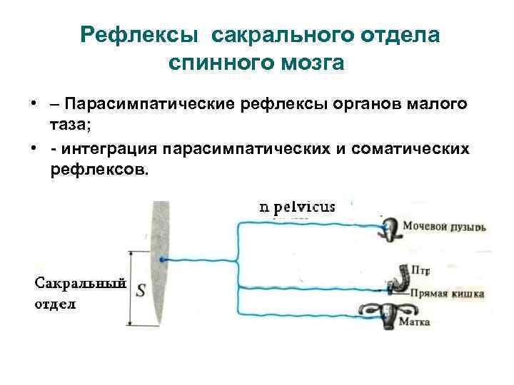 Рефлексы сакрального отдела спинного мозга • – Парасимпатические рефлексы органов малого таза; • -