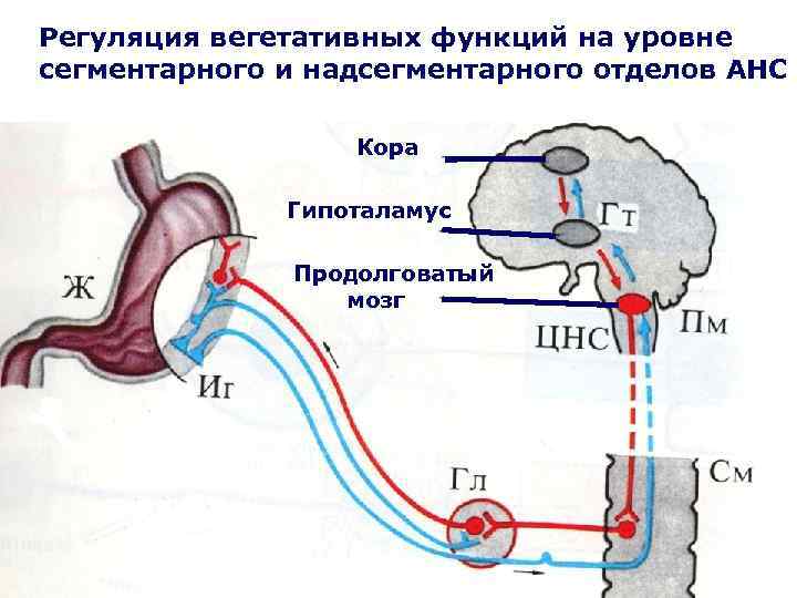 Регуляция вегетативных функций на уровне сегментарного и надсегментарного отделов АНС Кора Гипоталамус Продолговатый мозг