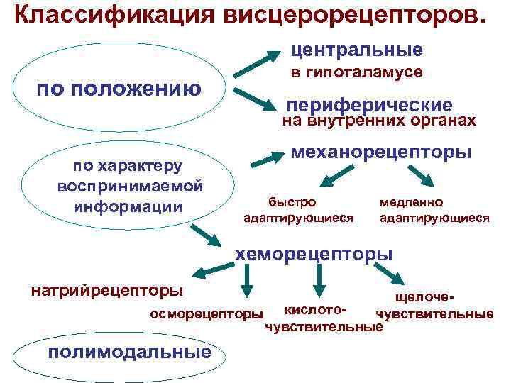 Классификация висцерорецепторов. центральные по положению в гипоталамусе периферические на внутренних органах по характеру воспринимаемой