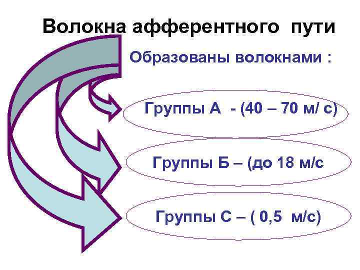 Волокна афферентного пути Образованы волокнами : Группы А - (40 – 70 м/ с)