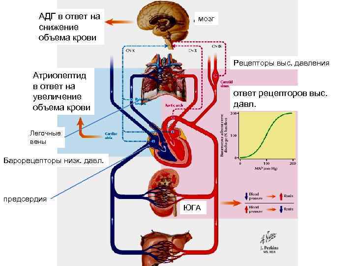 АДГ в ответ на снижение объема крови мозг Рецепторы выс. давления Атриопептид в ответ