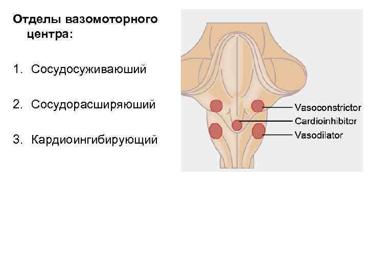 Отделы вазомоторного центра: 1. Сосудосуживаюший 2. Сосудорасширяюший 3. Кардиоингибирующий 