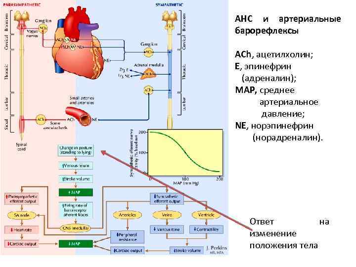 АНС и артериальные барорефлексы ACh, ацетилхолин; E, эпинефрин (адреналин); MAP, среднее артериальное давление; NE,