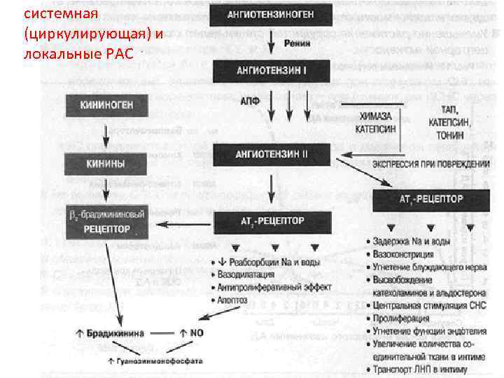 системная (циркулирующая) и локальные РАС 