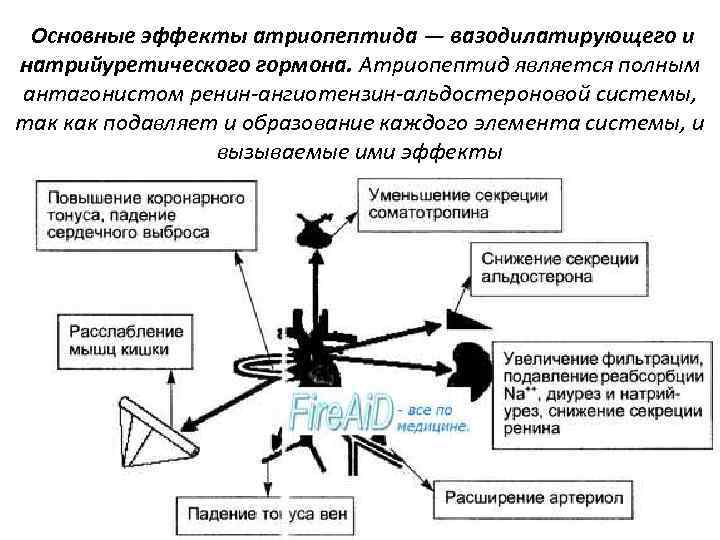  Основные эффекты атриопептида — вазодилатирующего и натрийуретического гормона. Атриопептид является полным антагонистом ренин-ангиотензин-альдостероновой