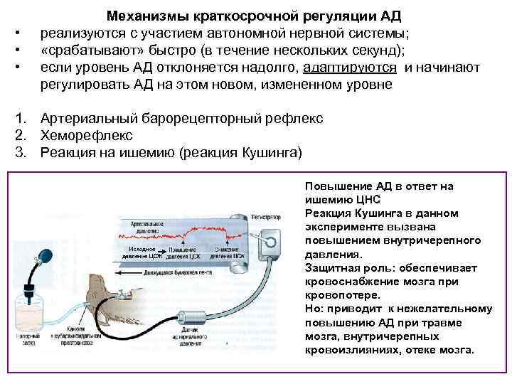  • • • Механизмы краткосрочной регуляции АД реализуются с участием автономной нервной системы;