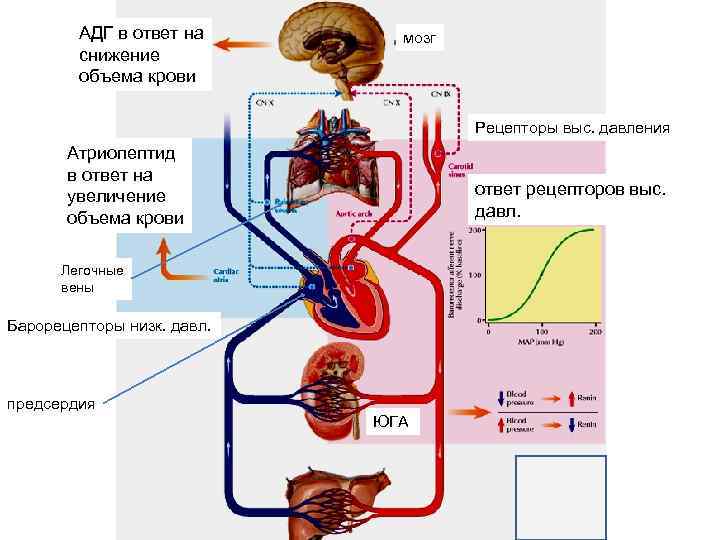 АДГ в ответ на снижение объема крови мозг Рецепторы выс. давления Атриопептид в ответ