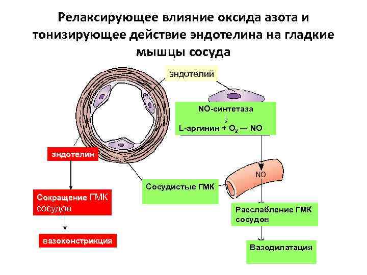 Релаксирующее влияние оксида азота и тонизирующее действие эндотелина на гладкие мышцы сосуда эндотелий NO-синтетаза