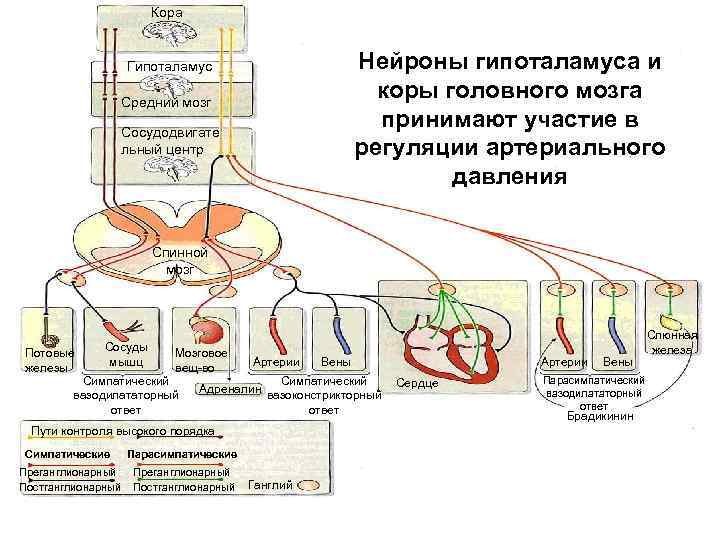 Кора Нейроны гипоталамуса и коры головного мозга принимают участие в регуляции артериального давления Гипоталамус