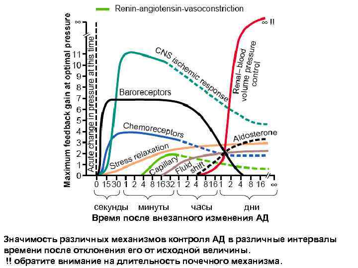 секунды минуты часы дни Время после внезапного изменения АД Значимость различных механизмов контроля АД