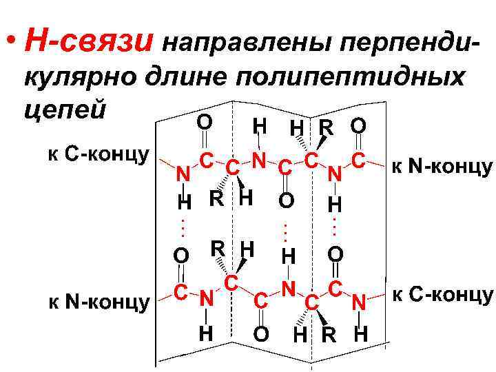  • Н-связи направлены перпендикулярно длине полипептидных цепей 