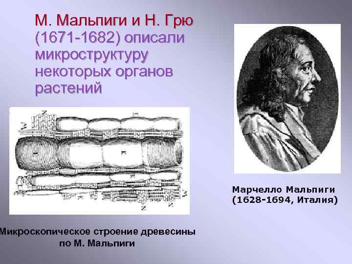 М. Мальпиги и Н. Грю (1671 -1682) описали микроструктуру некоторых органов растений Микроскопическое строение