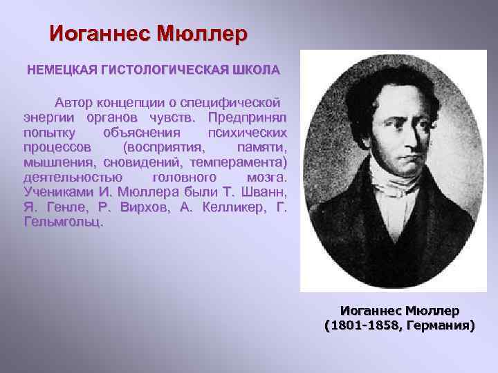 Иоганнес Мюллер НЕМЕЦКАЯ ГИСТОЛОГИЧЕСКАЯ ШКОЛА Автор концепции о специфической энергии органов чувств. Предпринял попытку