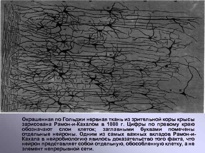 Окрашенная по Гольджи нервная ткань из зрительной коры крысы зарисована Рамон-и-Кахалом в 1888 г.