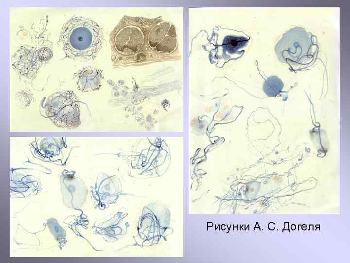 Рисунки А. С. Догеля 