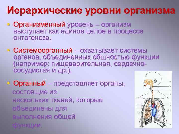 Иерархические уровни организма § Организменный уровень – организм выступает как единое целое в процессе