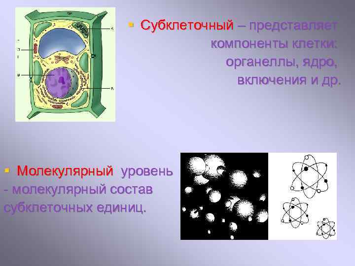 § Субклеточный – представляет компоненты клетки: органеллы, ядро, включения и др. § Молекулярный уровень