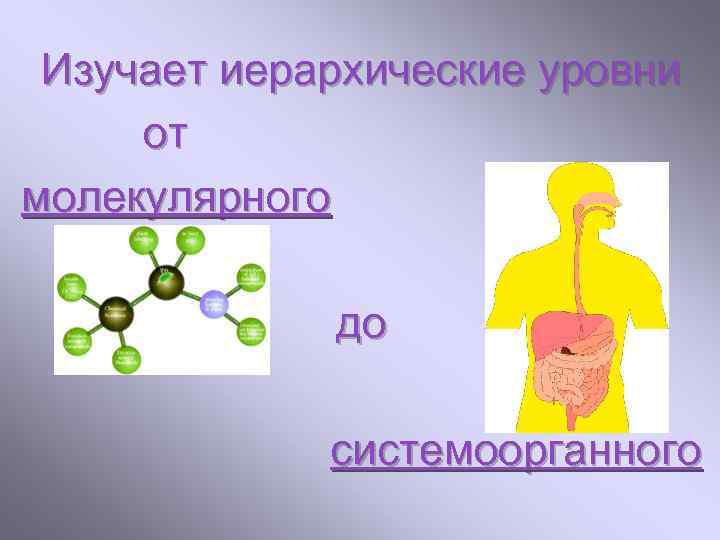 Изучает иерархические уровни от молекулярного до системоорганного 