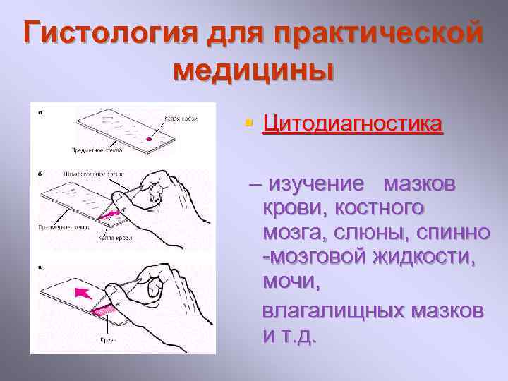 Гистология для практической медицины § Цитодиагностика – изучение мазков крови, костного мозга, слюны, спинно