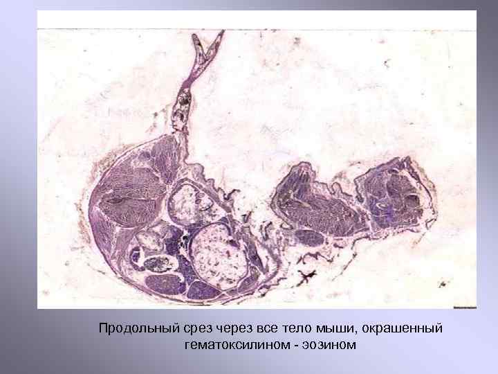 Продольный срез через все тело мыши, окрашенный гематоксилином - эозином 