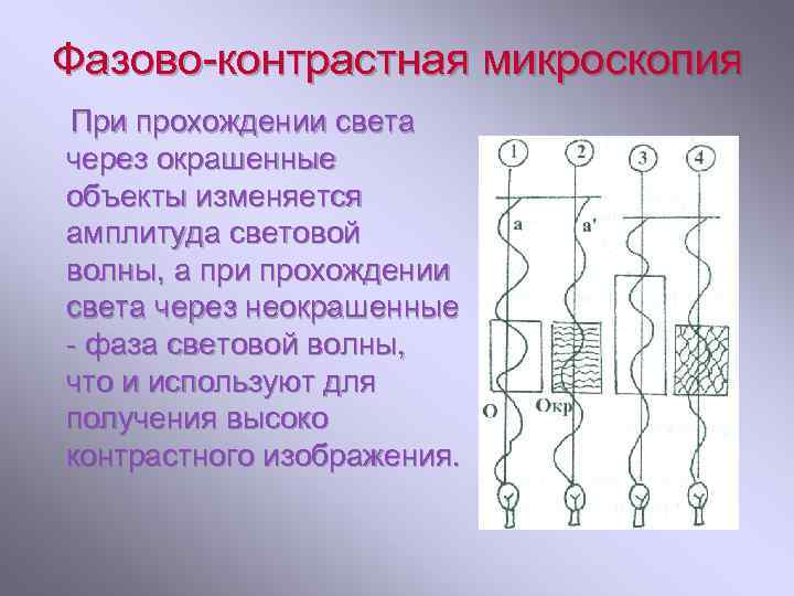 Фазово-контрастная микроскопия При прохождении света через окрашенные объекты изменяется амплитуда световой волны, а при