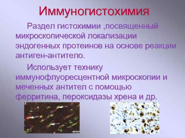 Иммуногистохимия Раздел гистохимии , посвященный микроскопической локализации эндогенных протеинов на основе реакции антиген-антитело. Использует