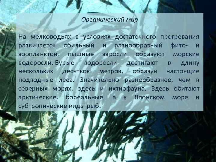 Органический мир На мелководьях в условиях достаточного прогревания развивается обильный и разнообразный фито- и