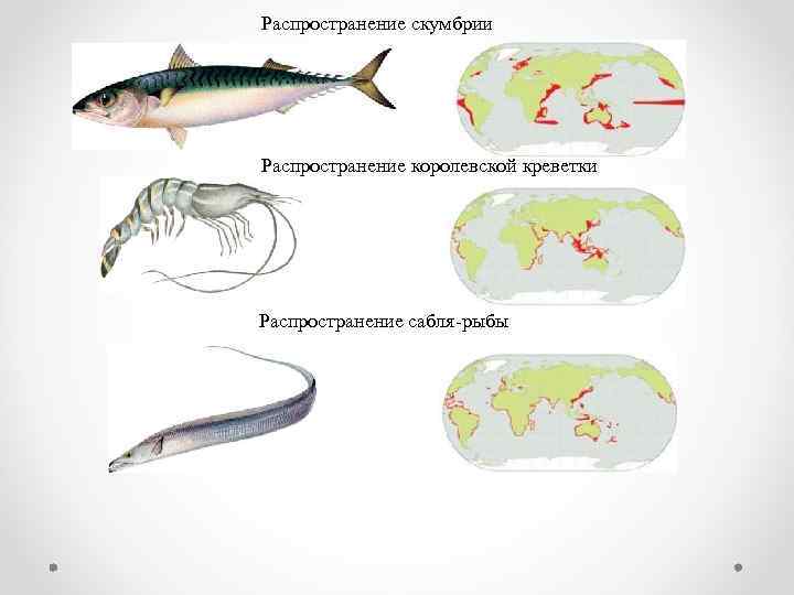 Распространение скумбрии Распространение королевской креветки Распространение сабля-рыбы 