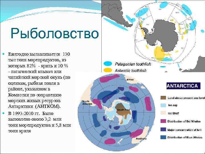 Рыболовство Ежегодно вылавливается 130 тыс тонн морепродуктов, из которых 82% - криль и 10