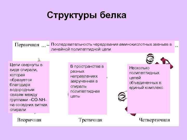 Структуры белка Последовательность чередования аминокислотных звеньев в линейной полипептидной цепи Цепи свернуты в виде