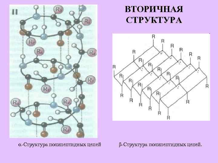 ВТОРИЧНАЯ СТРУКТУРА -Структура полипептидных цепей β-Структура полипептидных цепей. 