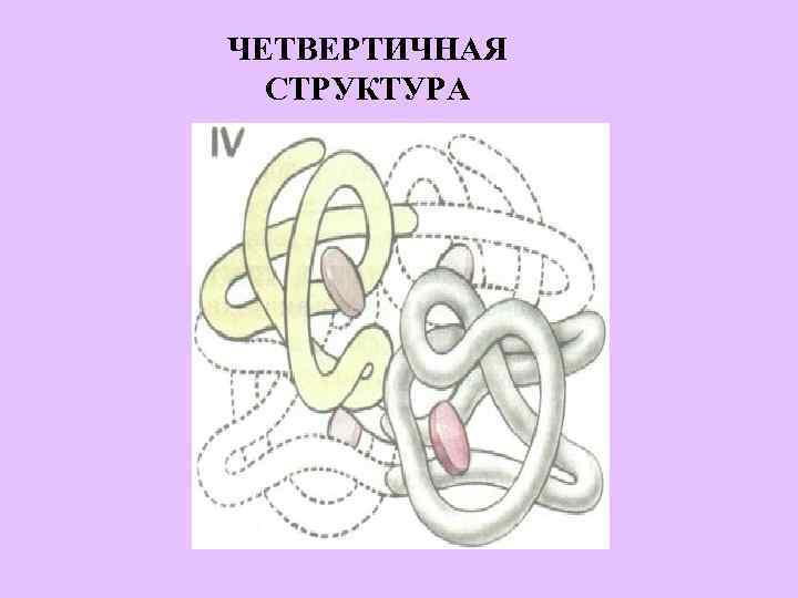 ЧЕТВЕРТИЧНАЯ СТРУКТУРА 