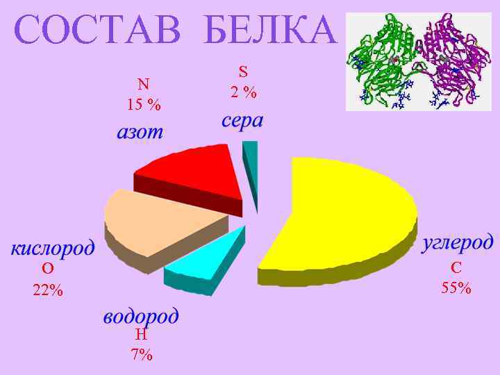 СОСТАВ БЕЛКА N 15 % S 2% С 55% O 22% H 7% 