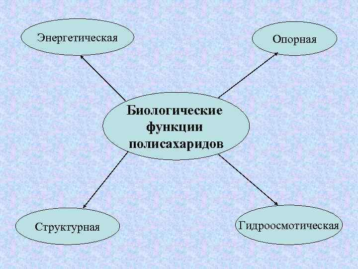 Энергетическая Опорная Биологические функции полисахаридов Структурная Гидроосмотическая 