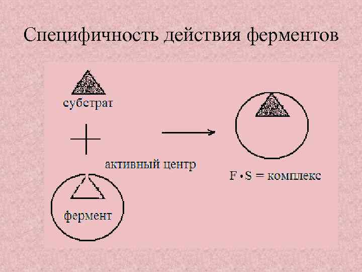 Специфичность действия ферментов 
