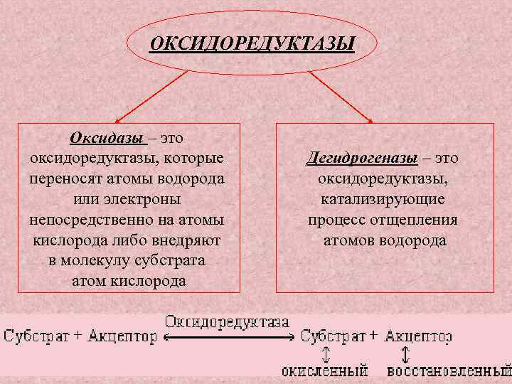 ОКСИДОРЕДУКТАЗЫ Оксидазы – это оксидоредуктазы, которые переносят атомы водорода или электроны непосредственно на атомы