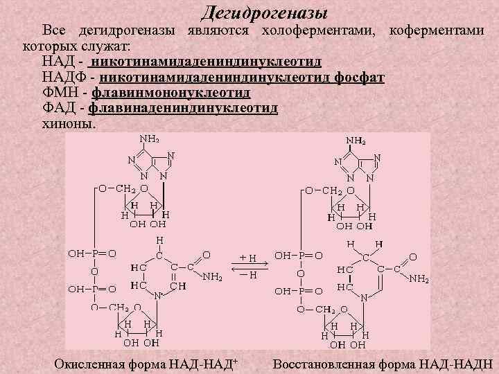 Дегидрогеназы Все дегидрогеназы являются холоферментами, коферментами которых служат: НАД никотинамидадениндинуклеотид НАДФ никотинамидадениндинуклеотид фосфат ФМН