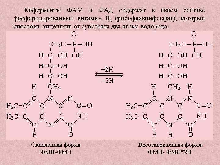 Коферменты ФАМ и ФАД содержат в своем составе фосфорилированный витамин В 2 (рибофлавинфосфат), который